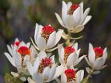 Spring Workshop 2015 001 : California, Flower, LOCATION, LOCATION & SUBJECT KEYWORDS, Monterey Bay, Nature, North America, SUBJECT, UCSC Arboretum, USA